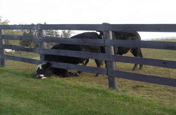 Grass Is Greener on Other Side of Fence