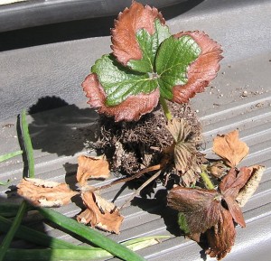 Diseased Strawberry Plant